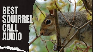 Best Squirrel Call Audio - Suab Dib Nas
