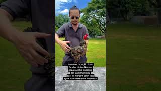 Download lagu Pama Chiang Mai Terbaik #pamaiq #pamangon #ayampama #tajinaga mp3