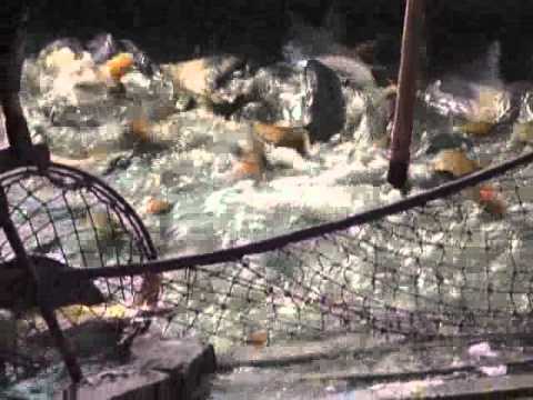 RG ECKA - IZLOV SARANA