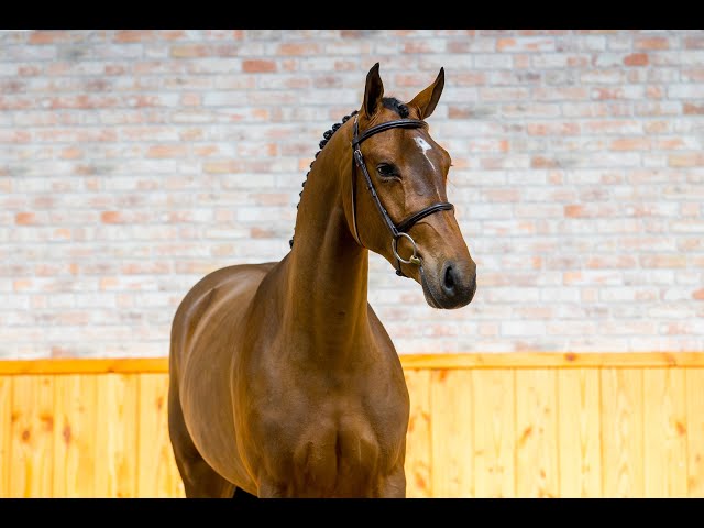 UNDER SADDLE VIDEO