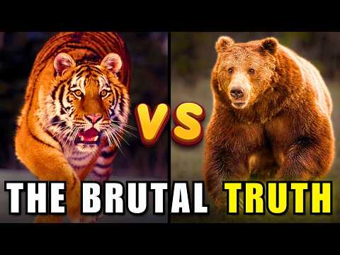 Siberian Tiger vs Grizzly Bear | The Brutal Truth