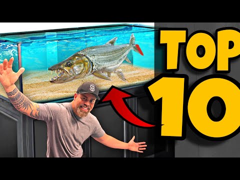 Top 10 MONSTER FISH TO OWN!!!