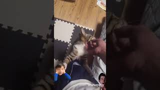 猫とじゃれただけ。
