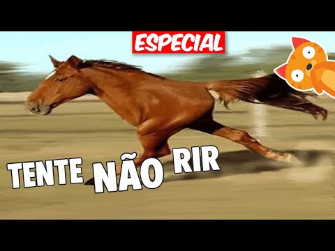 TENTE NÃO RIR: ESPECIAL MELHORES DO ANO 😂