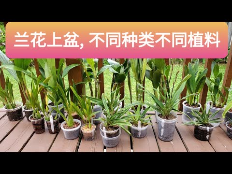 各種蘭花種類