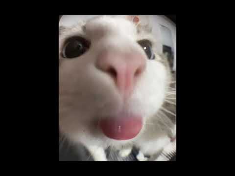 Newlightchild - F*ck off