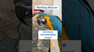 Are These Pin Feathers Ready? Macaw Molting #parrot #bird