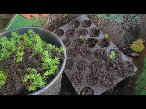 Growing sitka spruce from seed part two: Potting up seedlings.