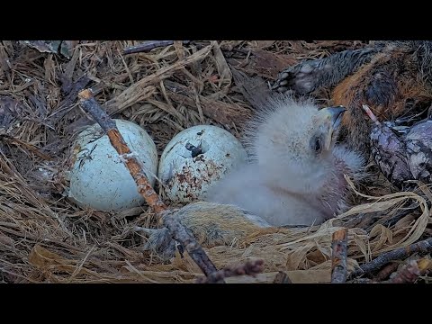 Final Two Eggs Hatching At Cornell Hawks Nest During Morning Feeding With Big Red – May 7, 2025