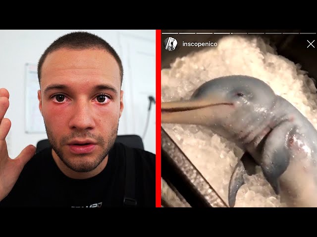 Baby-Delfin gegessen? YouTuber Inscope21 riskiert sein Image für einen guten Zweck