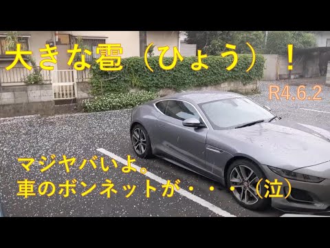 果樹を雹から守る方法 2023