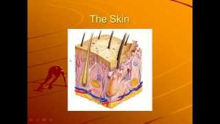 GH 125 - "Integumentary System and Body Membranes" (Zuidgeest-Craft)