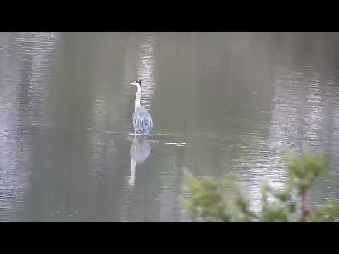 Djuma: Grey Heron - 05:41 - 10/28/2022