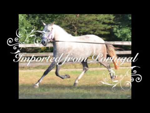 Lusitano Flor D'Atela