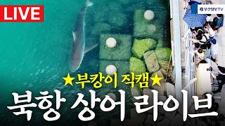 북항 친수공원 상어 라이브