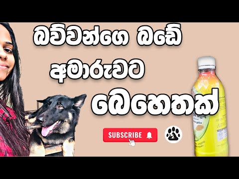 Dog is Not Eating ? | Home remedies for Sri Lankan dogs