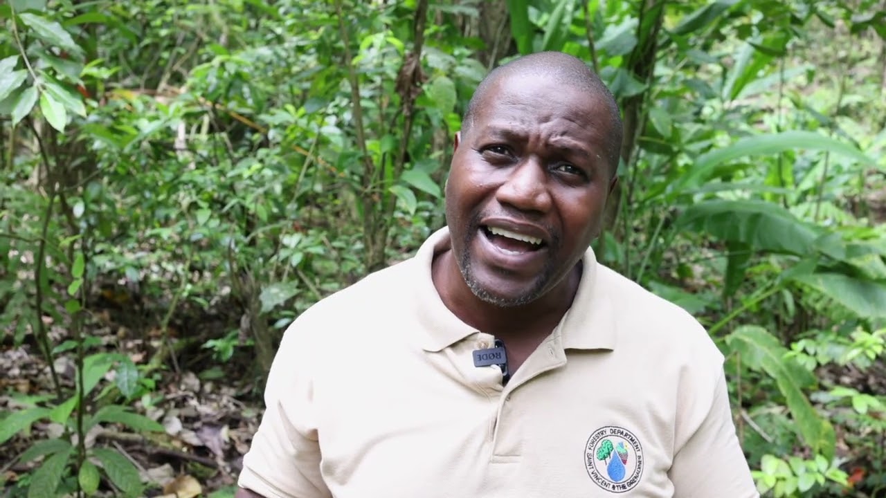St Vincent and the Grenadines, Capacity Building, Forest Thinning: OECS ILM Project