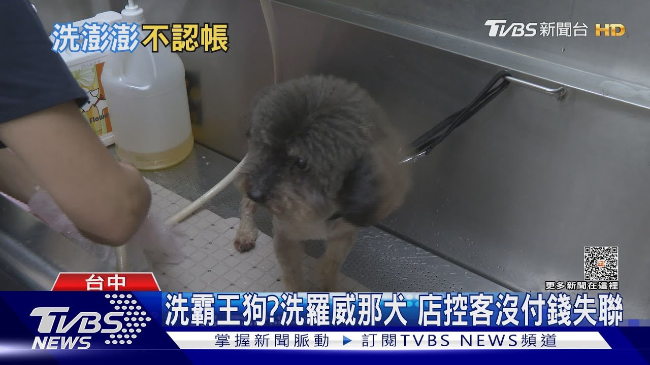 洗霸王狗?洗羅威那犬 店控客沒付錢失聯
