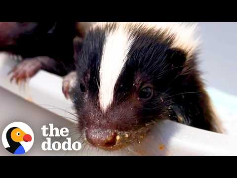 Rescued Baby Skunks Have A Spray-War With Their New Sibling | The Dodo
