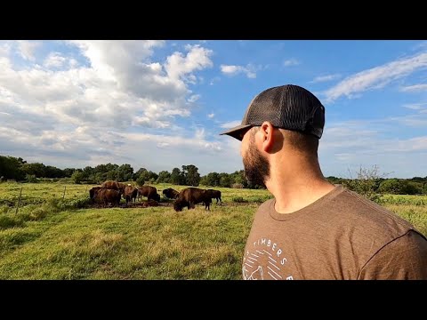 Our Bison Bull Decided to Let the WHOLE Herd Out!