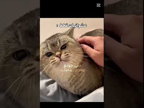 عشوائيات القطط😂✨#اكسبلور #قطط_مضحكة #funny #fyp #shorts #ضحك #cats # #اهميه #لايك #اشترك #فولو
