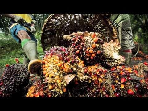 Sustainable palm oil production