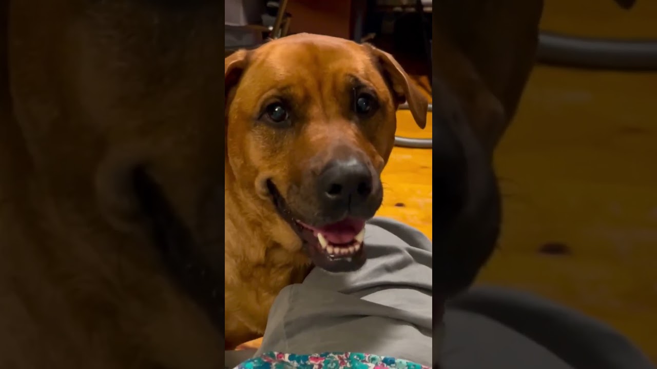 Enlarge Misty, a Adoptable mixed breed in Virginia Beach, VA video 6/6