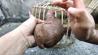 Download lagu cara memlih merpati kentong stut keras dan nungkul mp3