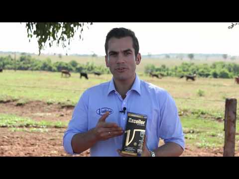 Especial Exceller: Um endectocida eficaz no controle dos parasitas - Parte 1