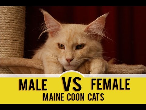 Male vs  Female Maine Coons (Which Gender Is Better For You?)