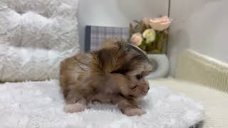 ハーフ犬の動画01