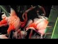 Flamingos Fighting Preening And More