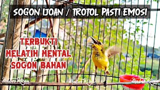 Download lagu PANCINGAN SOGON GACOR NGLEPER ‼️ SANGAT AMPUH UNTUK PANCINGAN SOGON BAHAN AGAR EMOSI DAN RAJIN BUNYI mp3