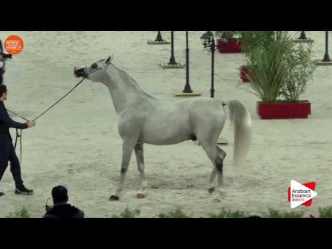 EK DEHOR - Paris 2016 TOP TEN CHAMPIONSHIP