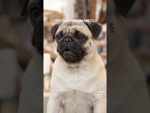 мопс