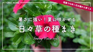 [Easy even for beginners] Blooms even in the heat of summer! Let's grow the strongest day plant f...