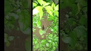 Download lagu Suara serangga paling keras di muka bumi#shorts mp3 Download lagu Suara serangga paling keras di muka bumi#shorts mp3