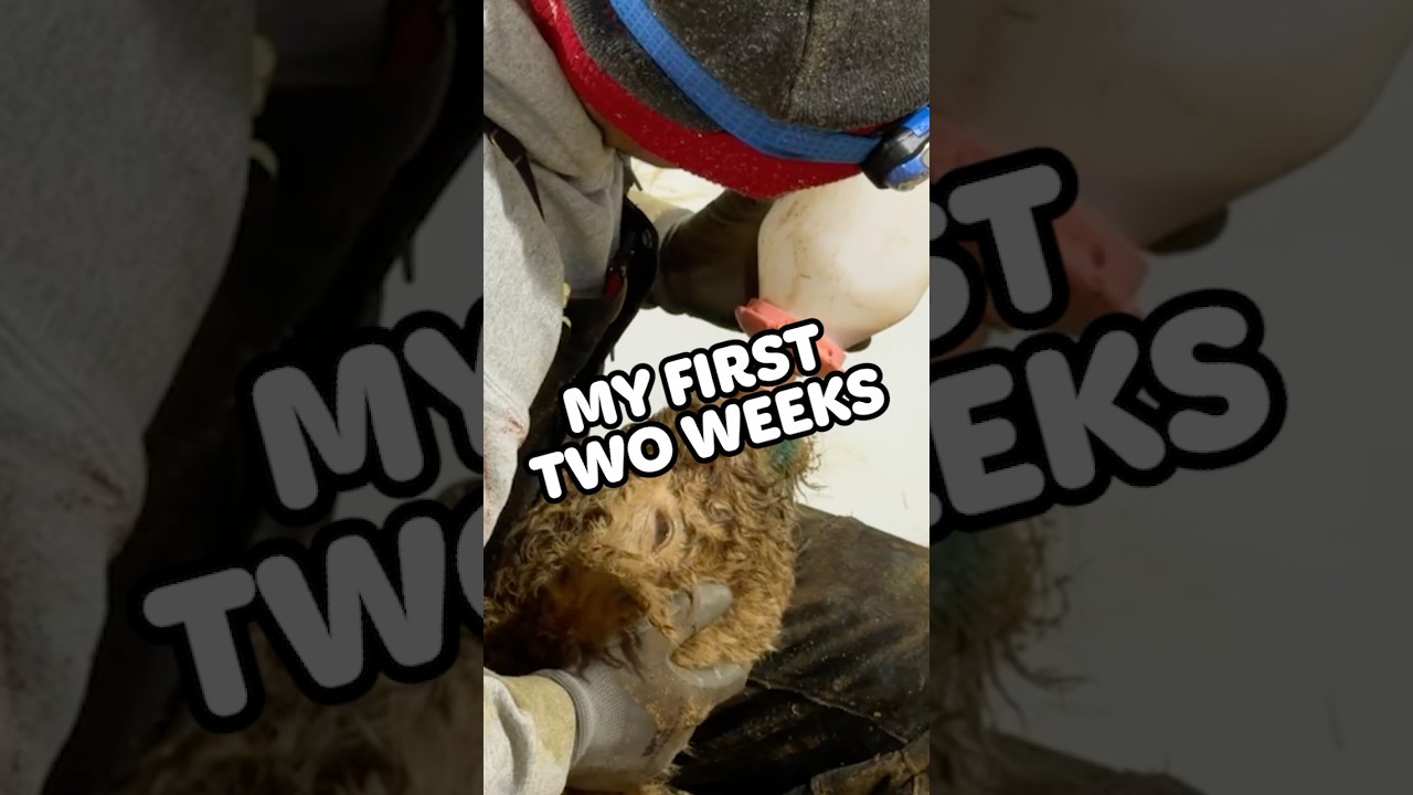 10 calves in 2 weeks!