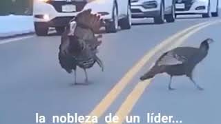 La nobleza de un lider