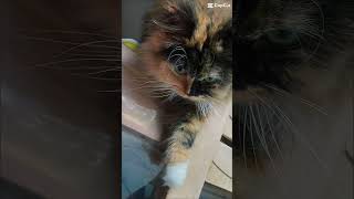 #pokemon #brawlstars #cat #MonChatEstTropBoooo