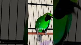 Download lagu Cucak ijo siluman, full C jenggot mp3