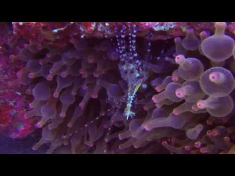 Misool Eco Resort Raja Ampat diving