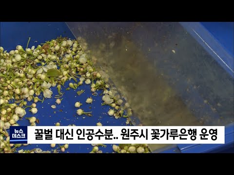 2022. 04. 15 [원주MBC] 꿀벌 대신 인공수분.. 원주시 꽃가루은행 운영