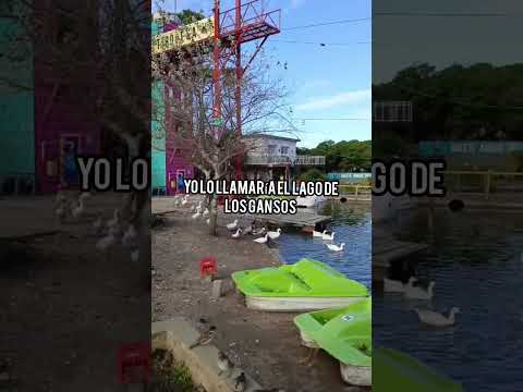 Lago de los cisnes en Necochea! ideal para visitar en familia. La entrada es libre y gratuita!#paseo