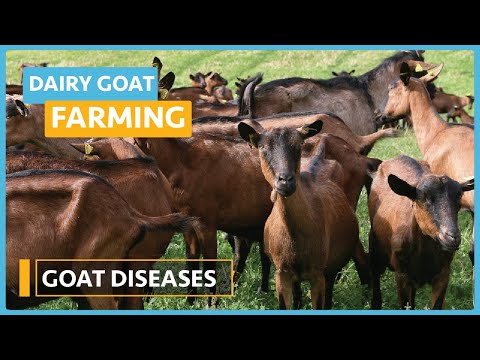 Dairy Goat Farming Lesson 1 Course Outline
