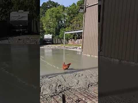 Le poulet ruine le béton frais !