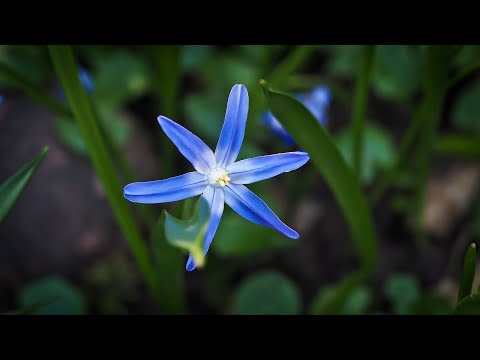 Relaxing Music with Healing River Sounds and Birds Sound | Meditation | Relaxation