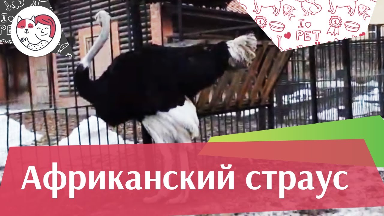 Африканский страус Нелетающая птица на ilikepet