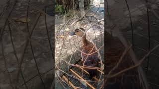 Download lagu Suara burung belibis yg unik mp3 Download lagu Suara burung belibis yg unik mp3