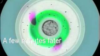 Experiment VIII: Hadley Circulation